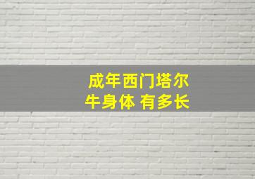 成年西门塔尔牛身体 有多长